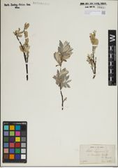Foto von Salix lapponum L.